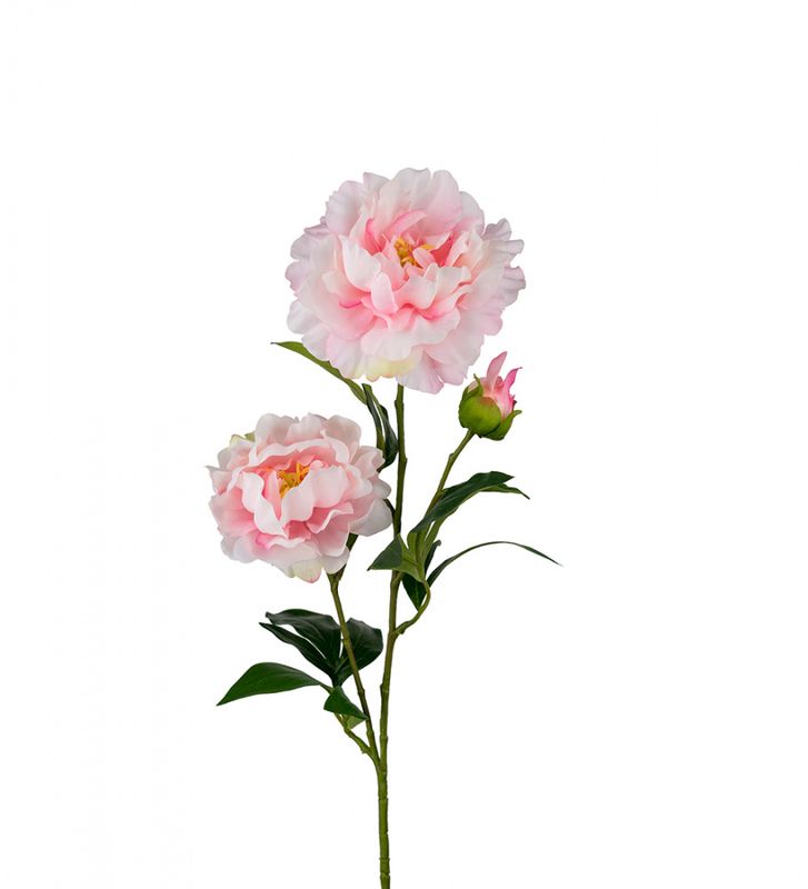 KVIST Pion Rosa