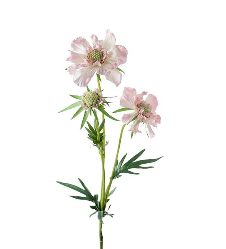 KVIST Scabiosa Rosa