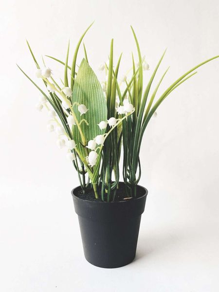 Hovedbilde LILJEKONVALL Evigvarende