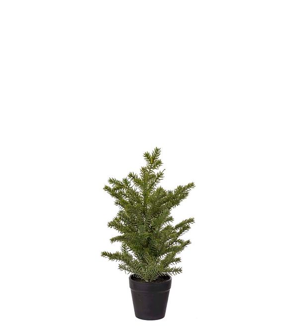 Hovedbilde GRAN i Potte 35 cm