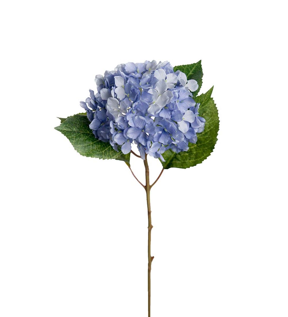 HORTENSIA Blå