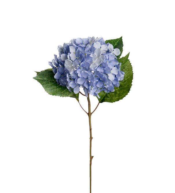 Hovedbilde KVIST Hortensia Blå