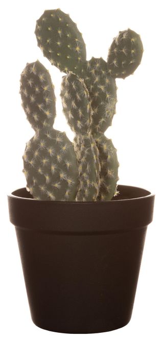 Hovedbilde KAKTUS Evigvarende 26cm 