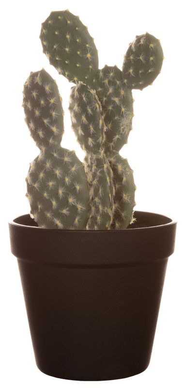 KAKTUS Evigvarende 26cm 